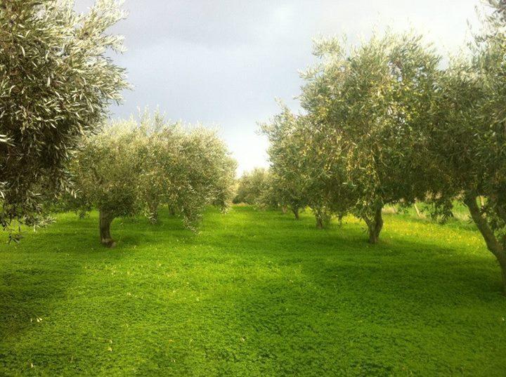 קורליאונה Agriturismo Ridocco מראה חיצוני תמונה